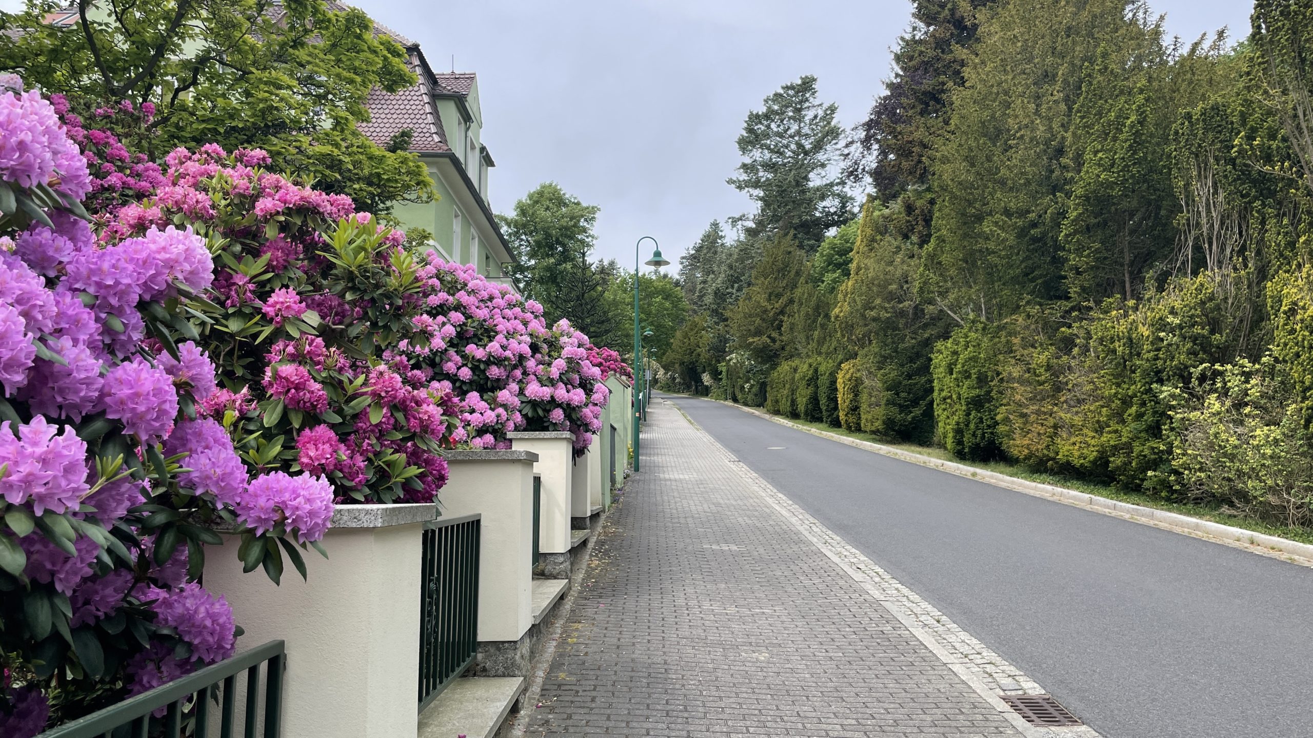 Tag 5 23.5.22 Kuckau – Königsbrück 26,5km: Eine Bushaltestelle mitten im Wald und riesige Rhododendrons