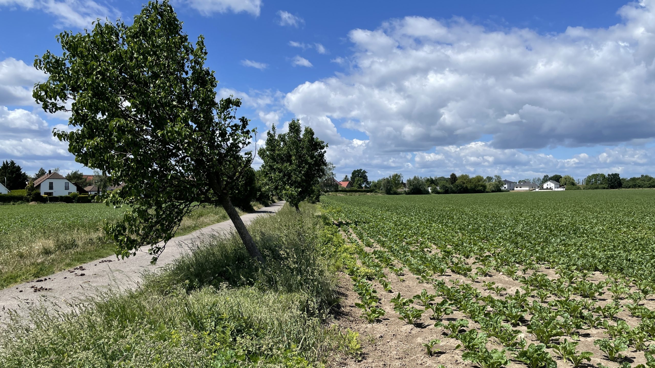 Tag 10 28.5.22 Wurzen – Sommerfeld 21km: Windböen, amtl. Warnung