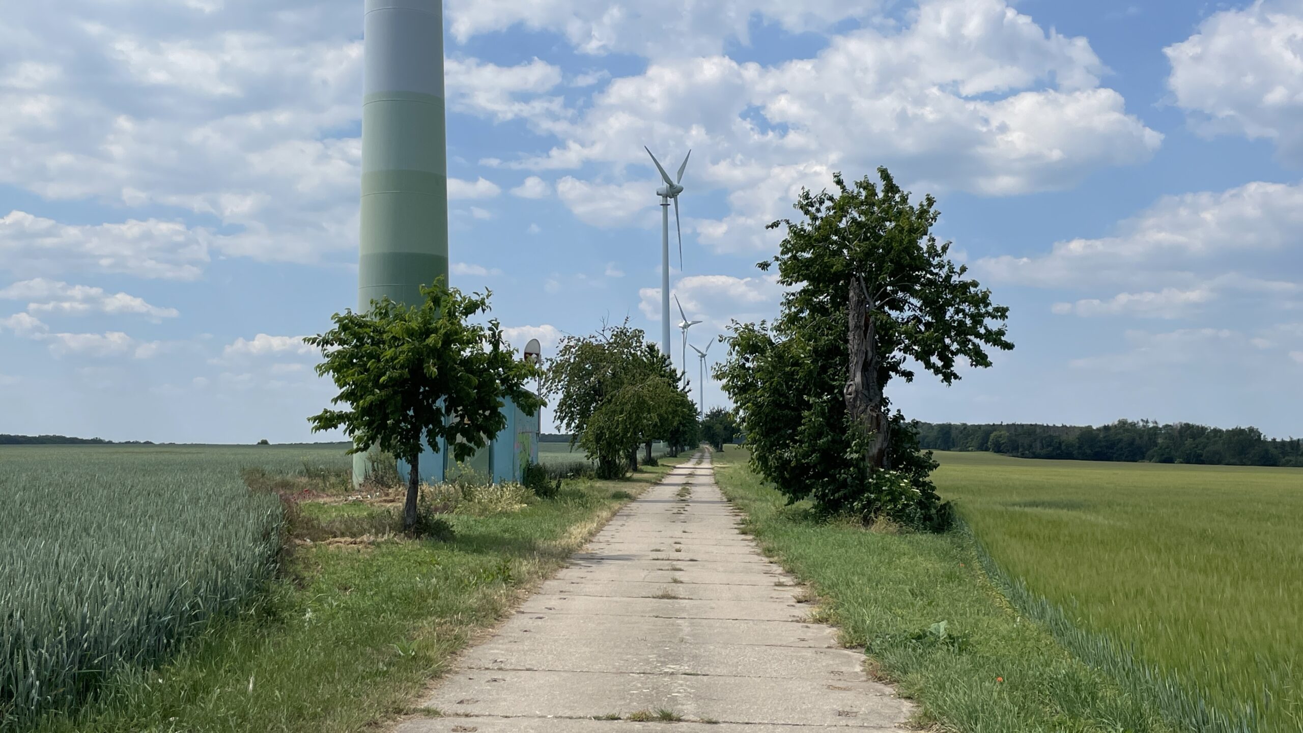 23-02 am 13.6.23 Frankleben – Freyburg 21,2km: durch die Alleen