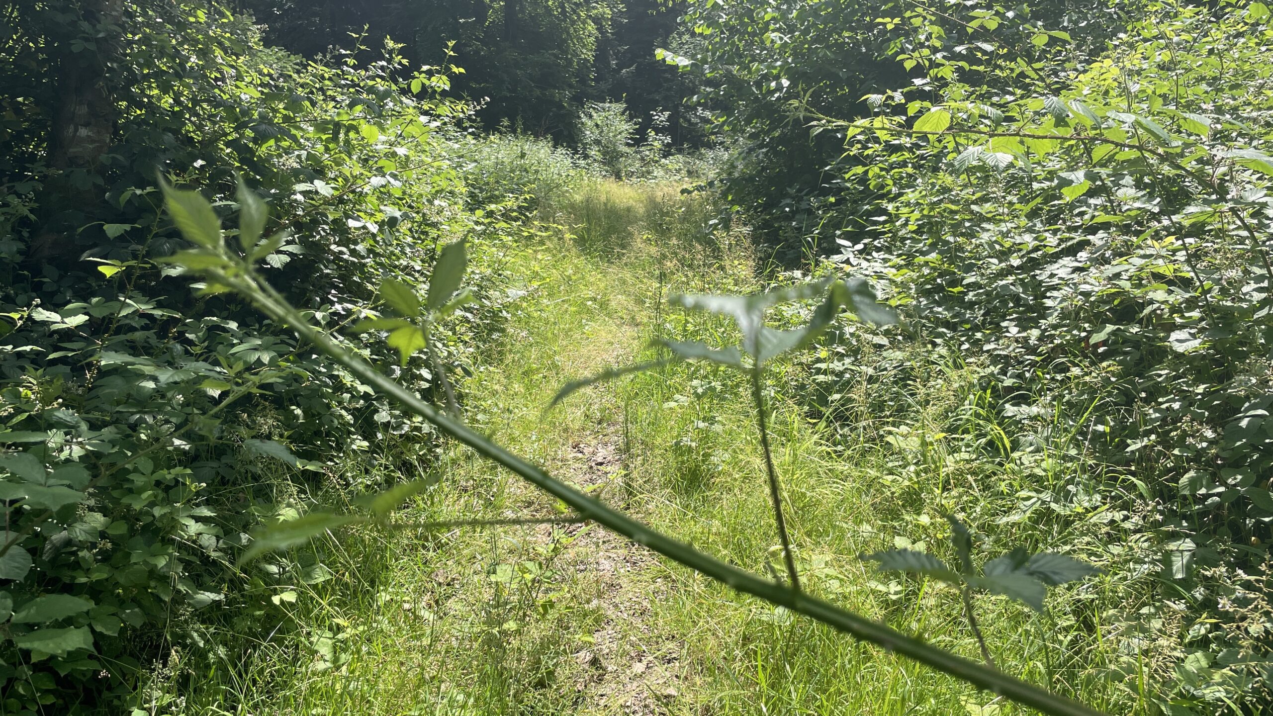 25#01 Mo 23.6.25 Crailsheim – Mainkling 18km