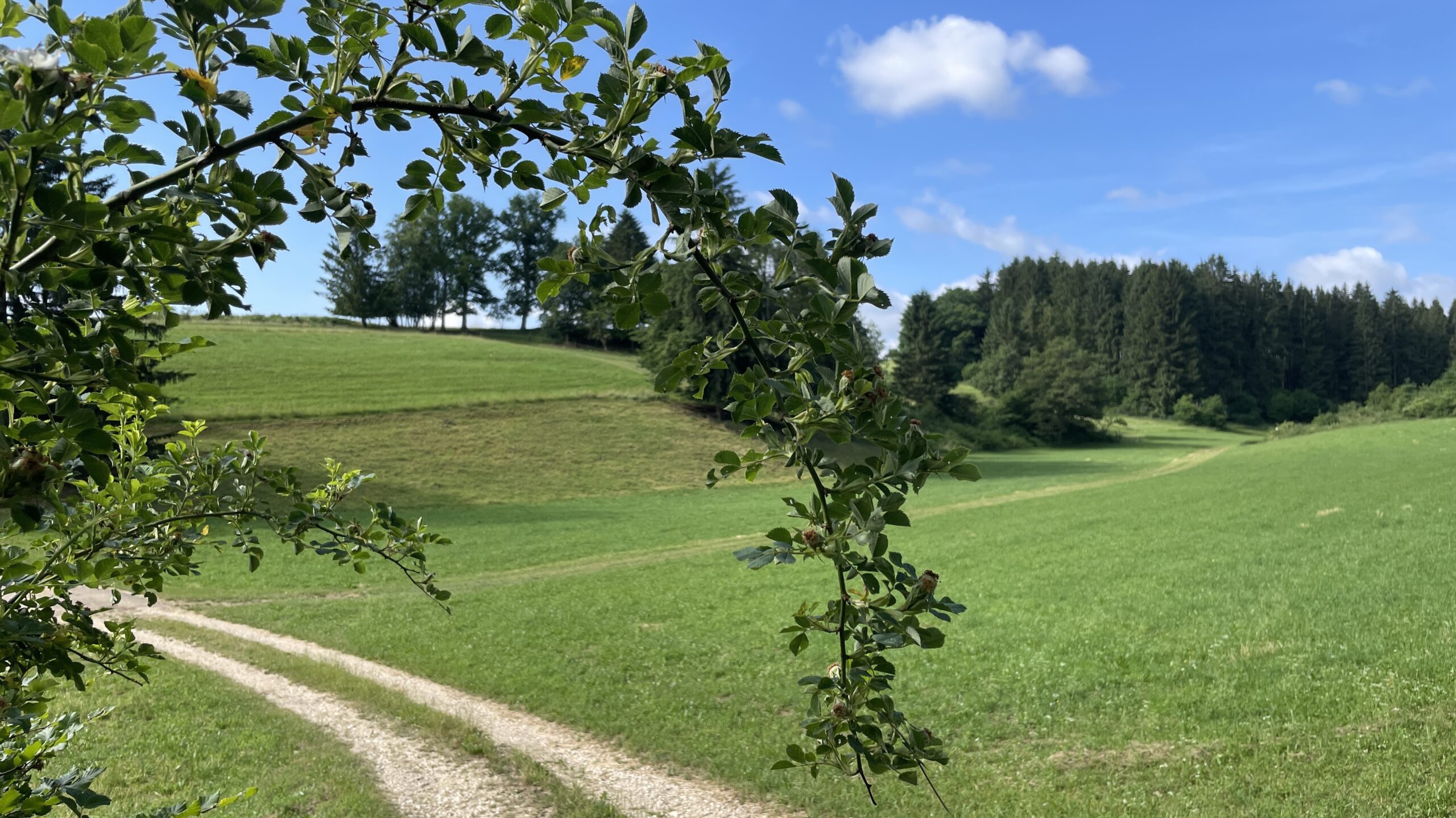 25#05 Fr 27.6.25 Gussenstadt – Temmenhausen 25,2 bzw 33,8km