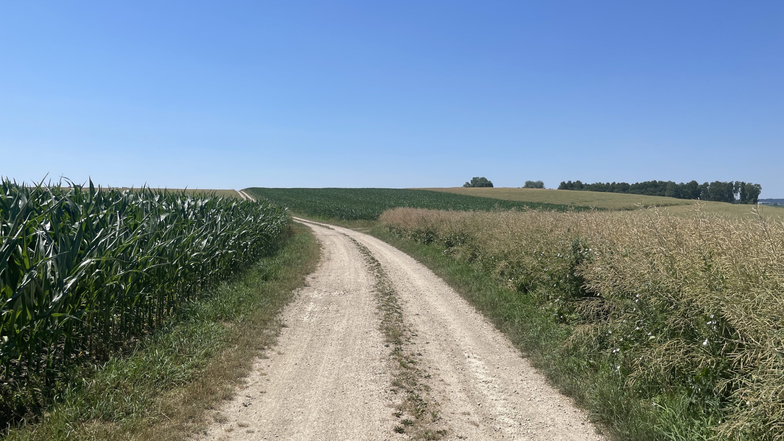 25#08 Mo 30.6.25 Oberdischingen – Äpfingen 22,9km